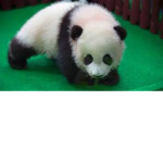 Mystic Panda's