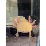 Cute Axolotl Games