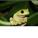 Frogs for life:>