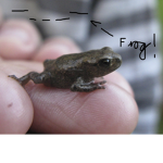 THE_FROG_GANG_OFFICIAL -___- <---Frog