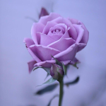 Lilac's Creations