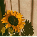 . ~ * S u n f l o w e r s * ~ .