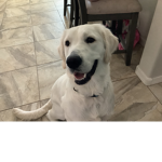 Pup fun