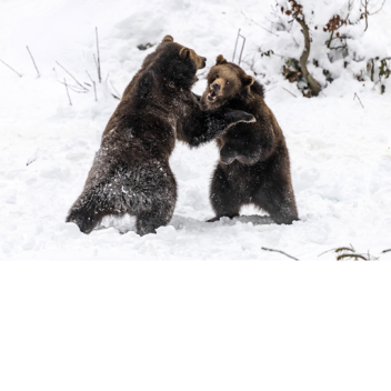Snowy Fight!