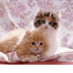 Cats and kittens!