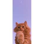 SHAHAD55555