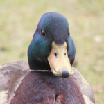 Beautiful duck challenge