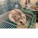 Hamster squad21