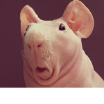 Whater pig