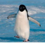 penguins-