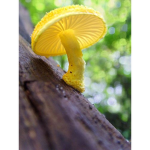 only mushroom talk
