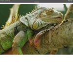 Iguana family we care for iguanas