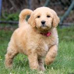 team golden doodle