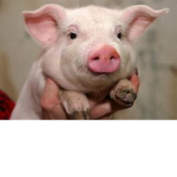 the pig fan club