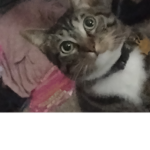 Cute cat meow!