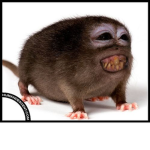 mmm cheddda