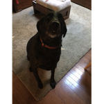 Black puppy’s group for only kind people,