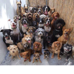 Dog sqaud !