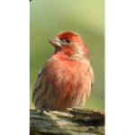birdiesssss