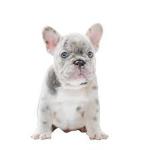 fowodofogospdpppz82949