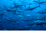 the army of sea animals!!!