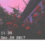 Miss Wanna Die