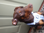 Doberman Paws