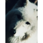 Wolf only ooooooow