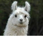 the lama group!