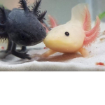TEAM AXOLOTL TANK