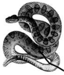 The Snake Militia
