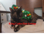 King Catto Fan Group