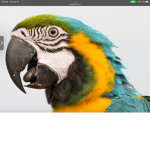Odd parrots