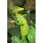 Lizardz Rule!