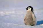Penguin army!!!!!