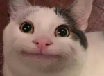 KittyCATZZ FOREVER