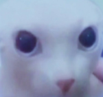 Cute_Bacon