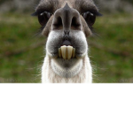 Llamas groups