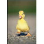 Cute duckling