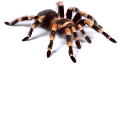SPIDER WORLD