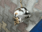 animal_besties