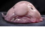 Blobvisjee SQUAD