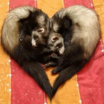 Ferret Fam