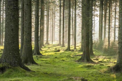 Forest... (Relaxing Game)