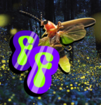 Firefly Forums