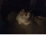 CATS are da best p3ts
