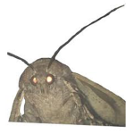 Moths are great creatures xD