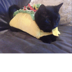 Taco cat Developments