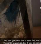 R.I.P BLUEY
