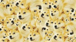 doge the beatiful group